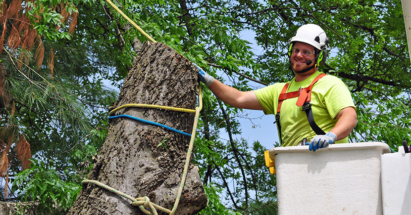 Emergency Tree Removal – Professionals Are Your Best Option