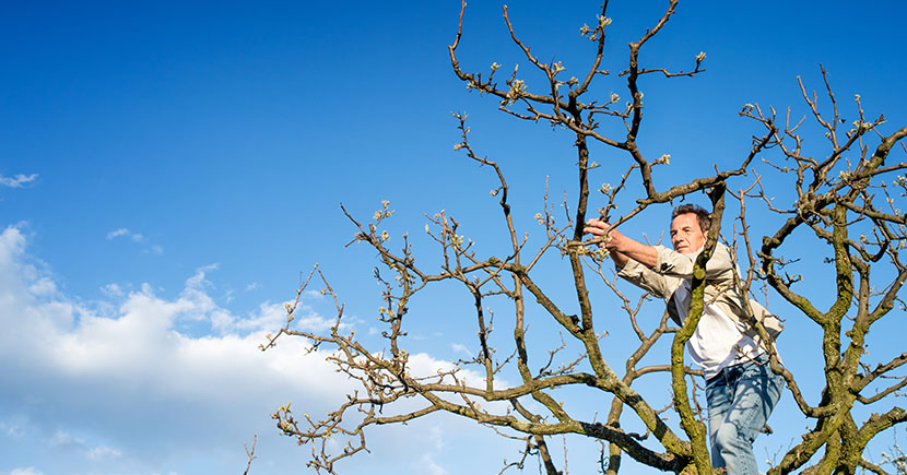 Finding a suitable tree removal company